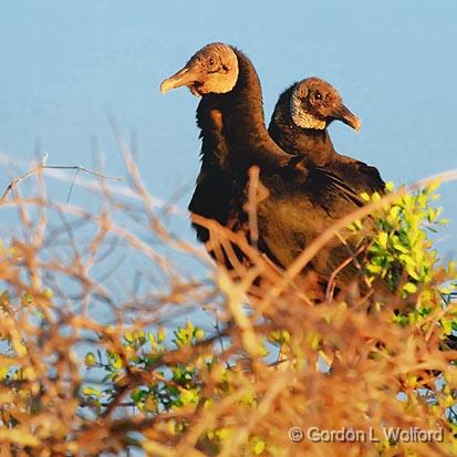 Black Vultures In A Treetop_34015.jpg - American Black Vulture (Coragyps atratus) photographed at the Magic Ridge Bird Sanctuary on the Gulf coast near Port Lavaca, Texas, USA.